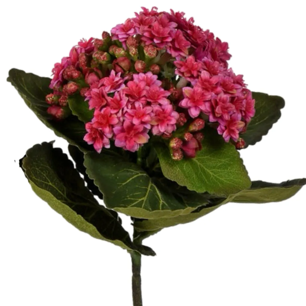 CRI African Violet Pick