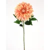 Direct Export Co. Apricot Stellar Dahlia Stem