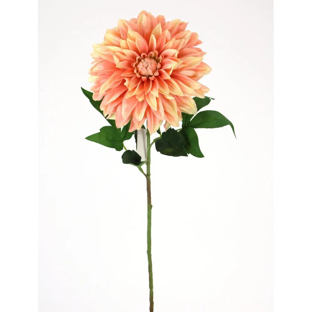 Direct Export Co. Apricot Stellar Dahlia Stem