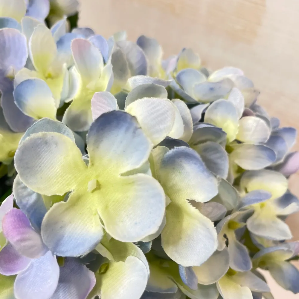 CRI Blue Hydrangea Bush