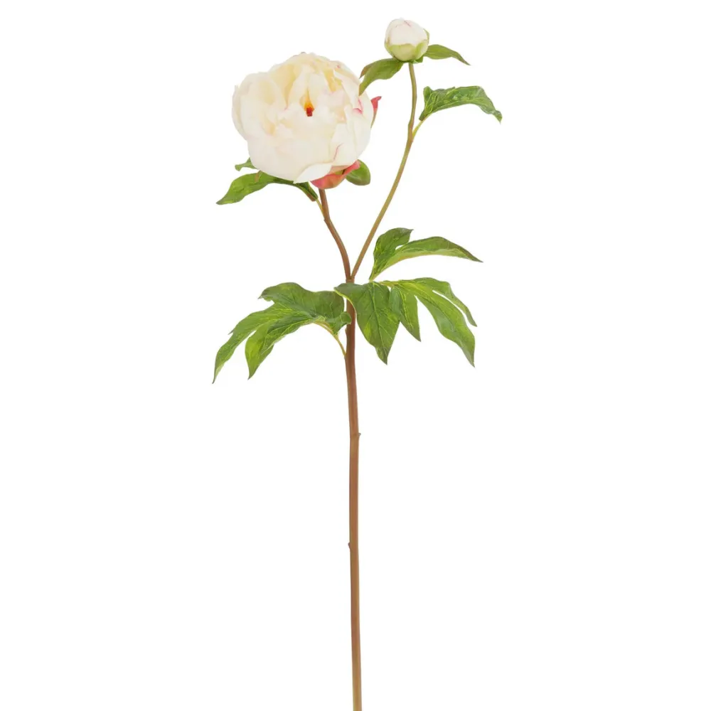 Winward Cream Peony Bud