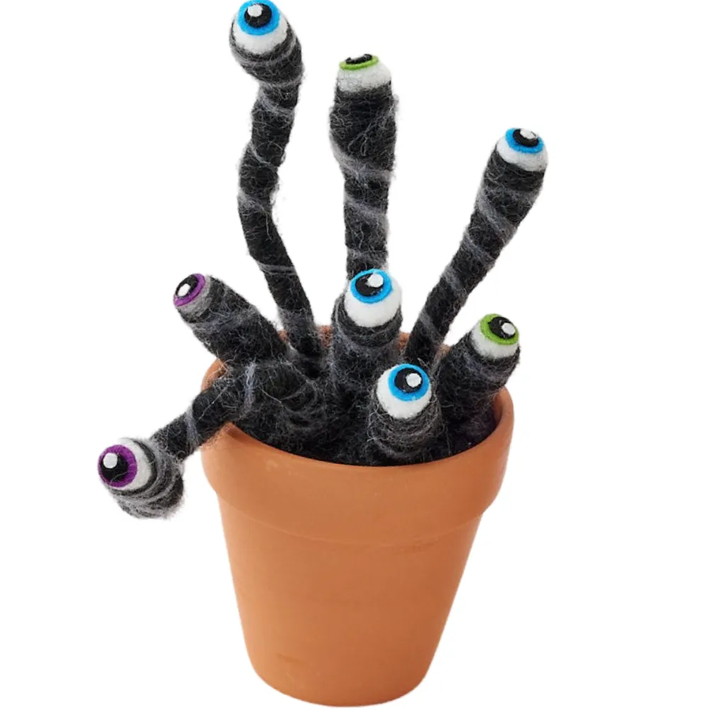 180 Degrees Eyeball Plant in Terracotta Pot