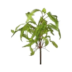 Regency Feather Fern Plant