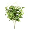 Direct Export Co. Jasmine Bush