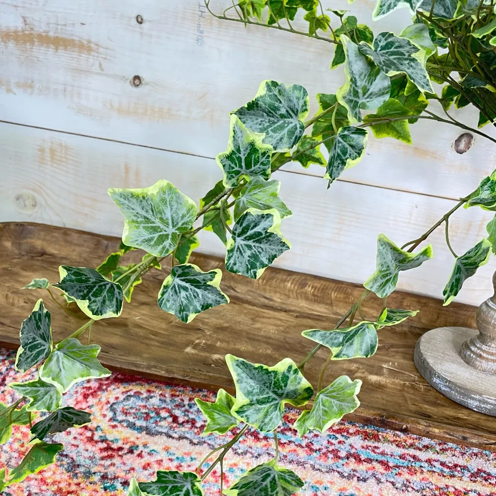 CRI Large Variegated Ivy