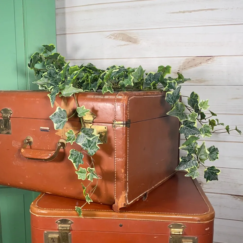 CRI Large Variegated Ivy