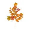 Craig Bachman Maple Leaf Spray