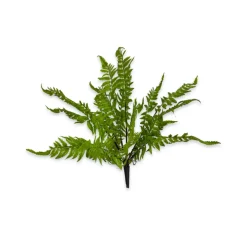 CRI Medium Boston Fern