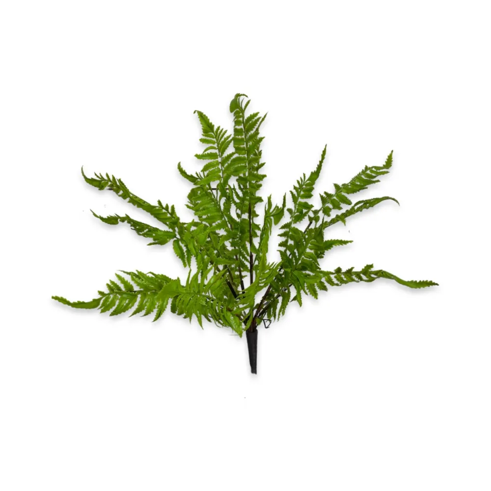CRI Medium Boston Fern