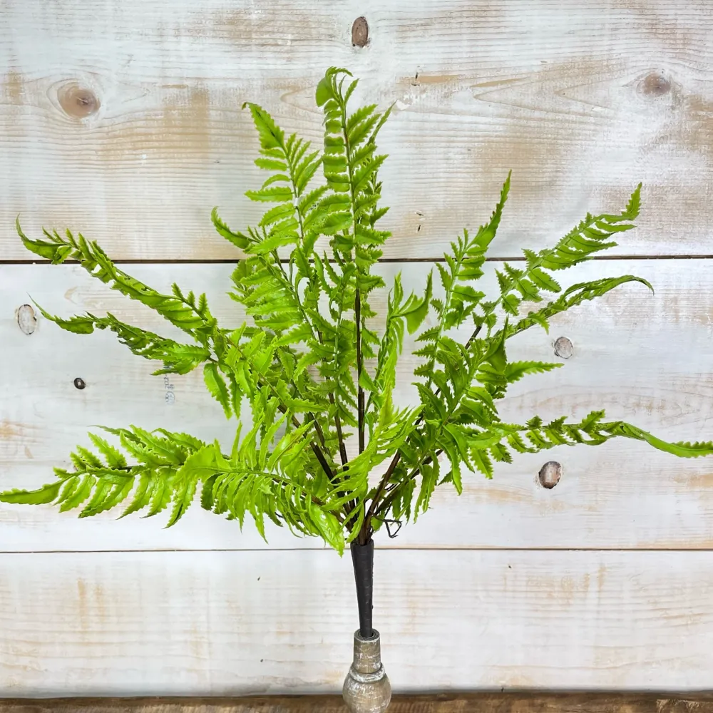 CRI Medium Boston Fern