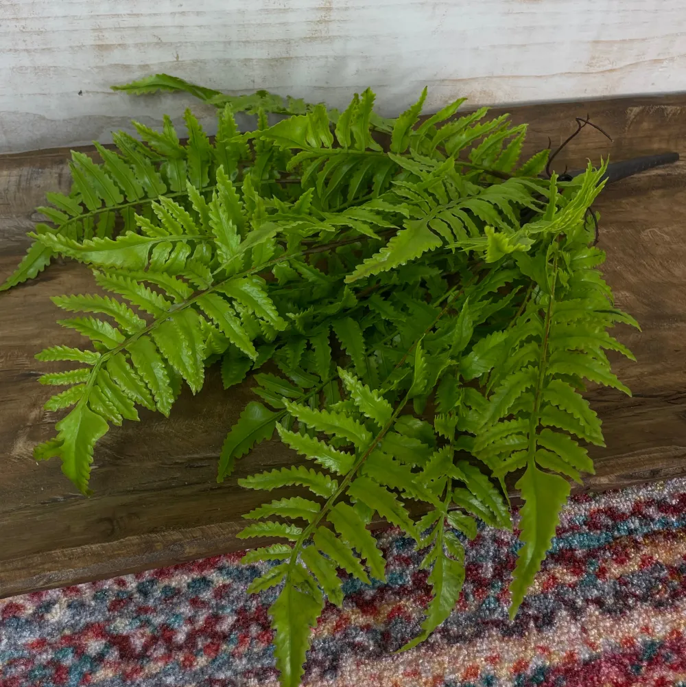 CRI Medium Boston Fern