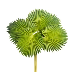 CRI Palm Plant