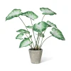 Park Hill Potted Caladium, Green