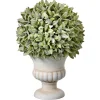 Regency Potted Sage Ball Urn Arrangement, 11"