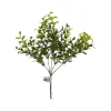CRI Privet Bush