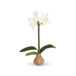 Park Hill Star Amaryllis Bulb