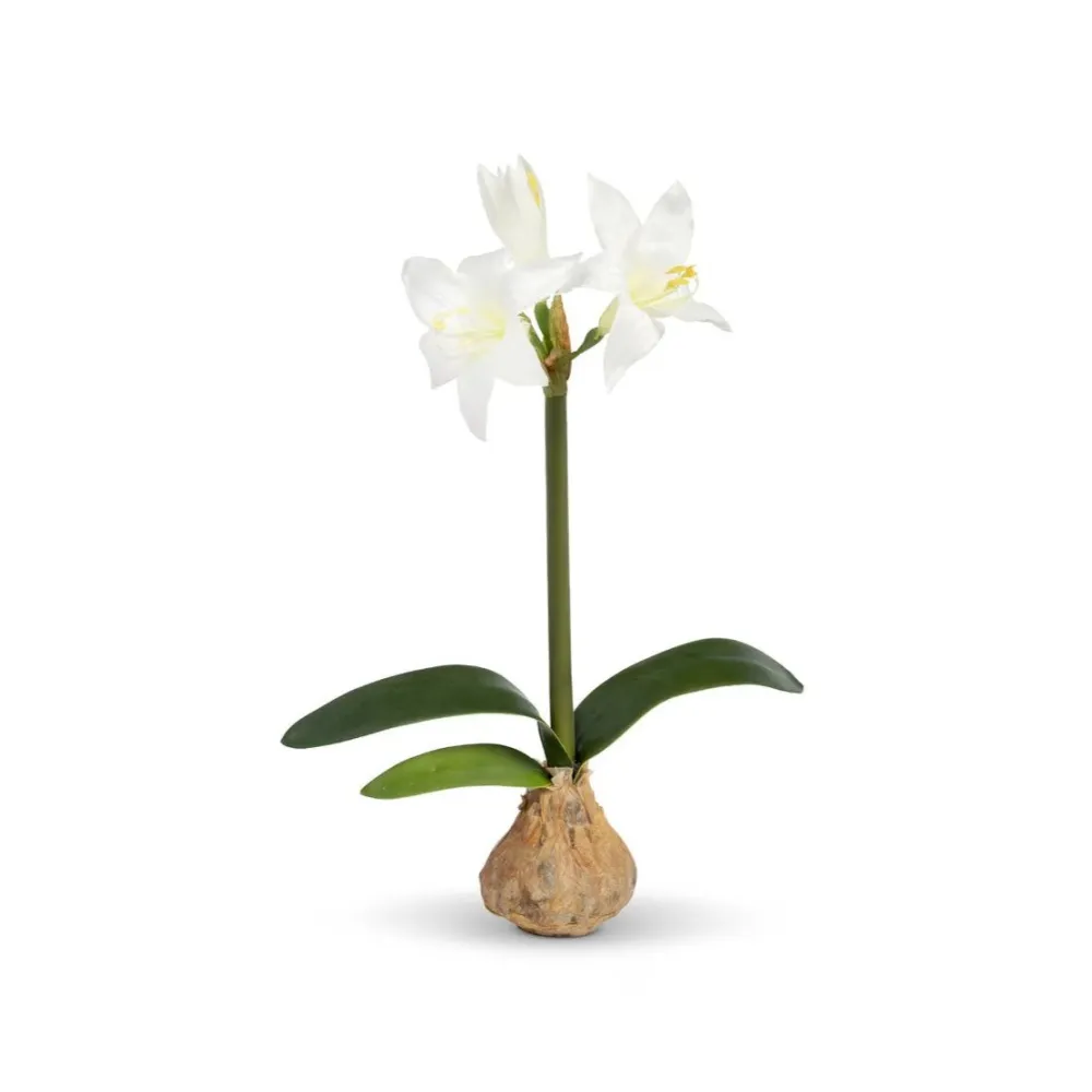 Park Hill Star Amaryllis Bulb