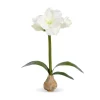Park Hill White Amaryllis Bulb