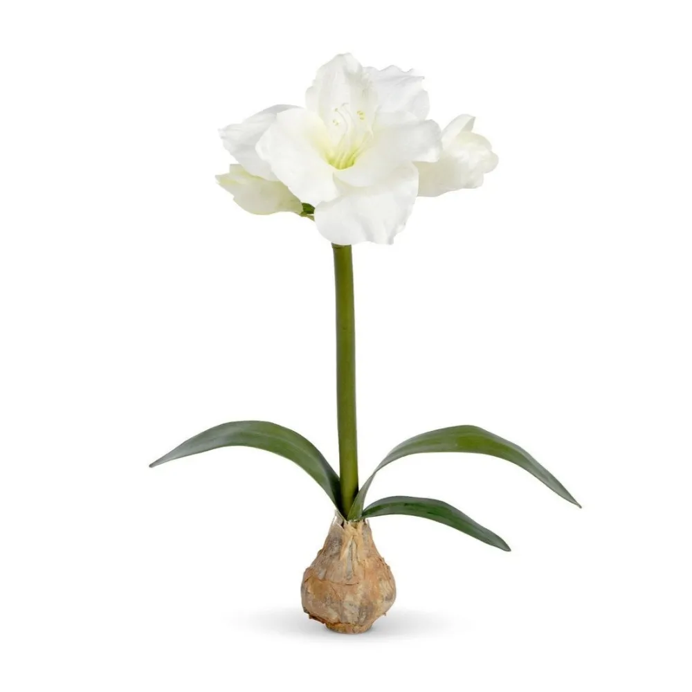 Park Hill White Amaryllis Bulb