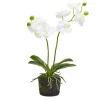Two's Company White Butterfly Orchid