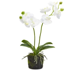 Two's Company White Butterfly Orchid